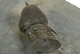 Pelagic Trilobite (Cyclopyge) Fossil - Huge Eyes #344605-5